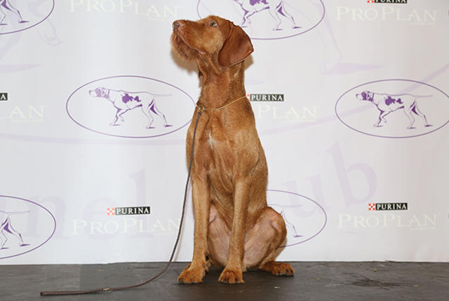 Wirehaired Vizsla - Photo: Getty Images
